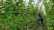 Viet Nam fine-tuning Extended Producer Responsibility policy to promote circular economy